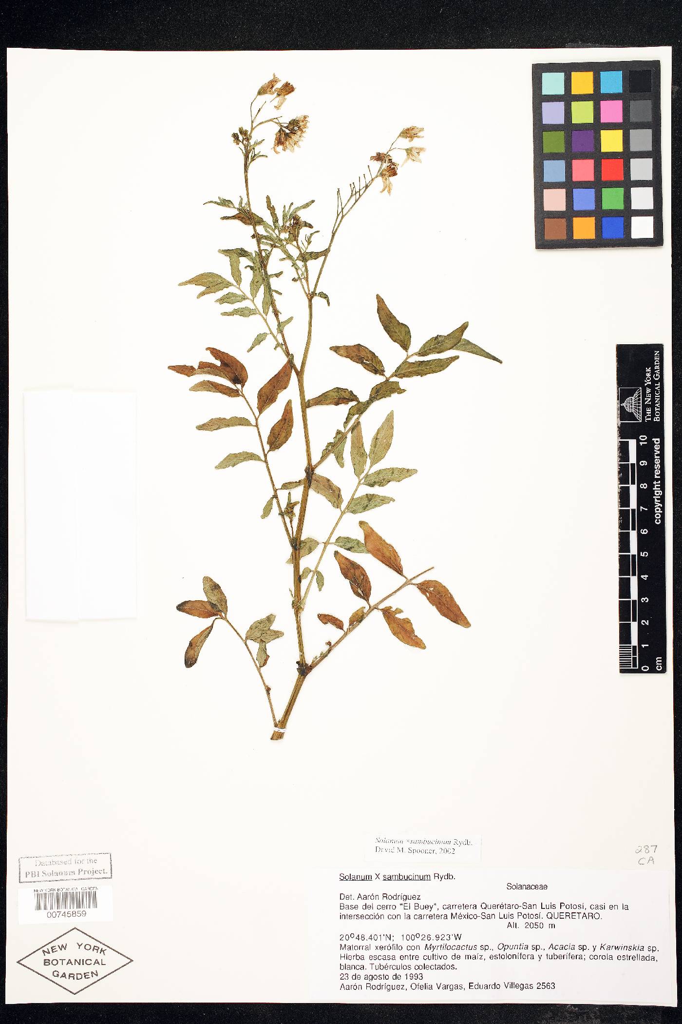 Solanum sambucinum image