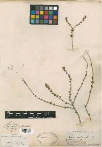 Citharexylum brachyanthum image