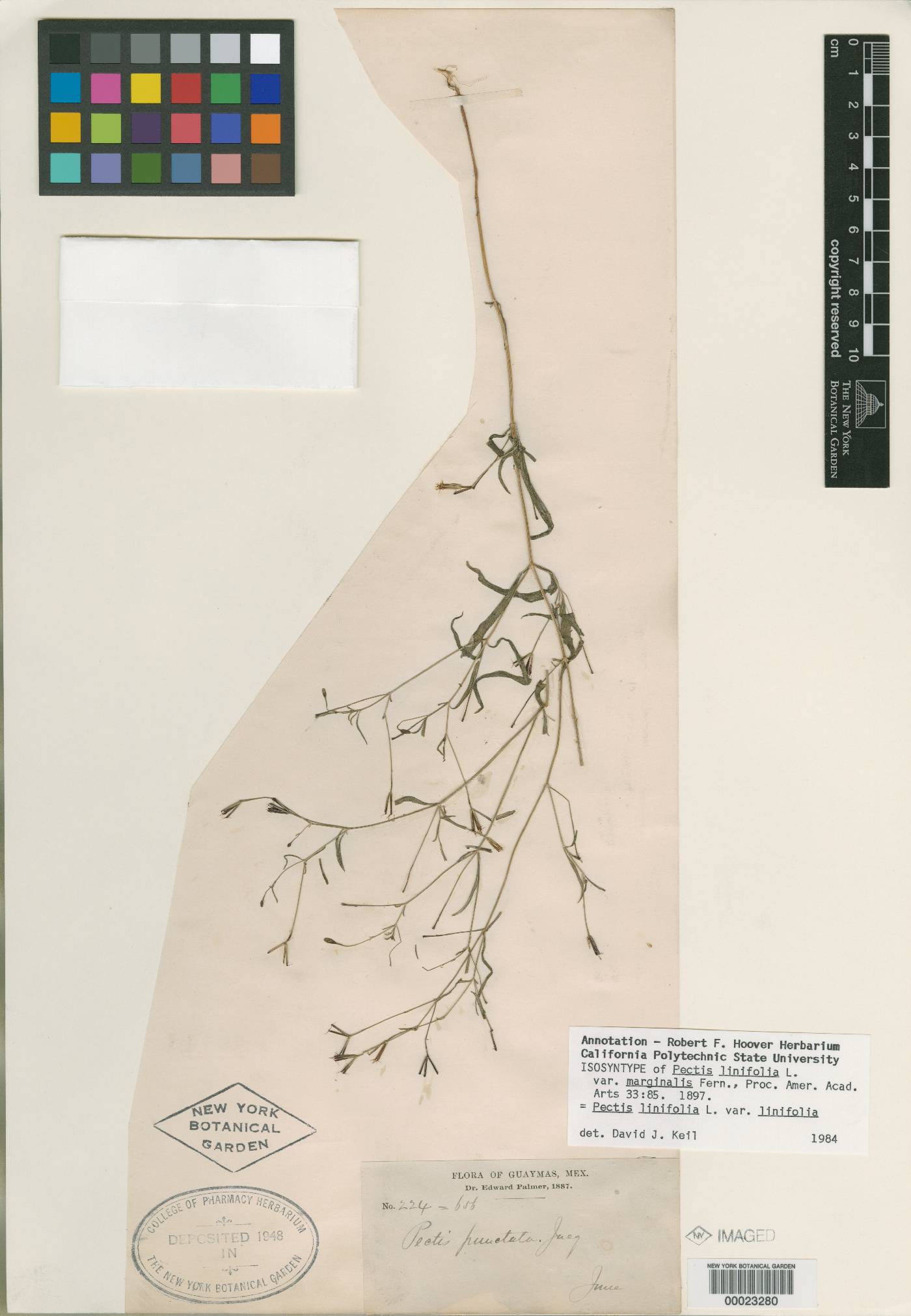 Pectis linifolia var. marginalis image