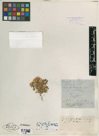 Aster woodhousei image