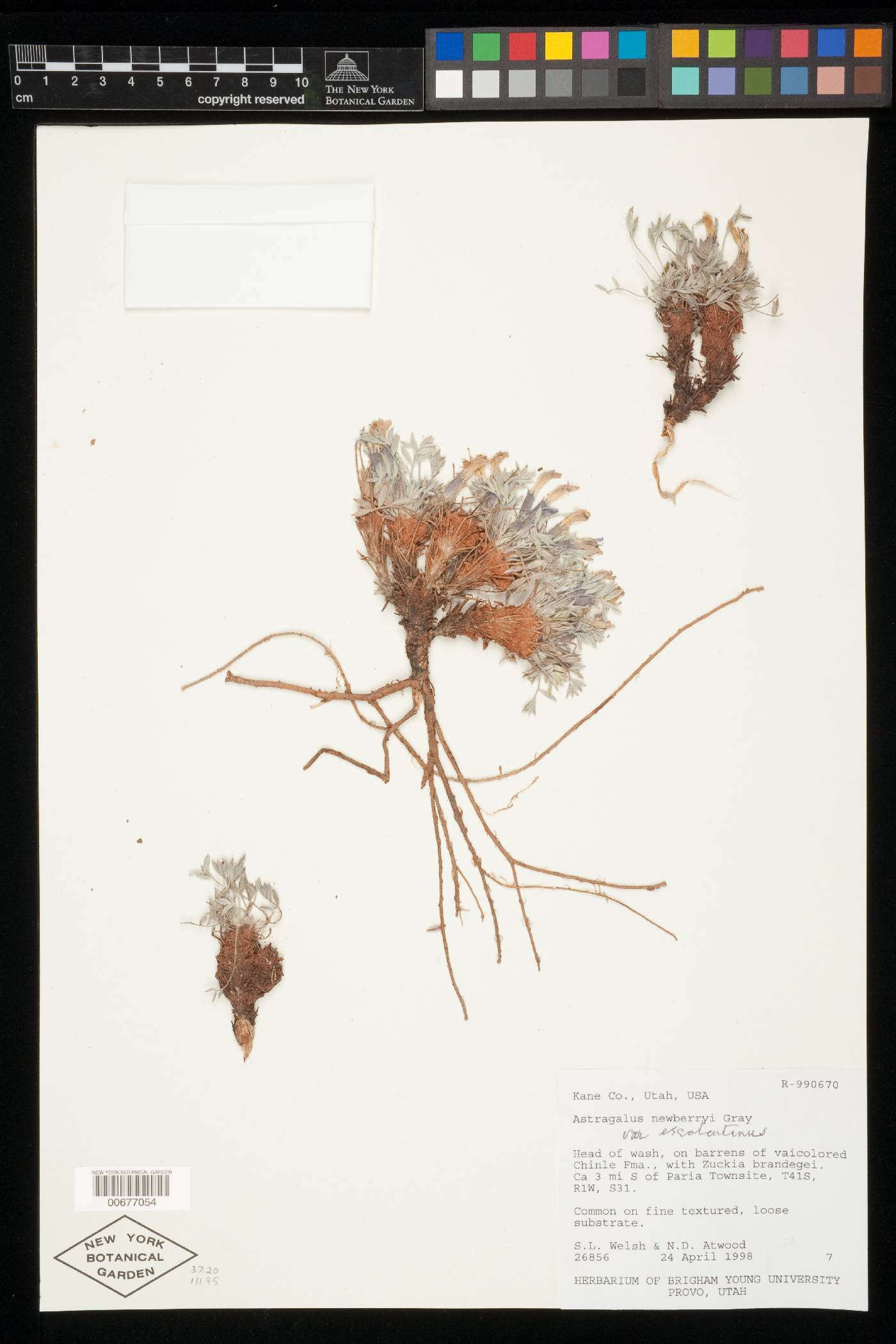 Astragalus newberryi var. escalantinus image