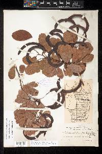 Pithecellobium keyense image
