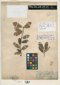 Quercus acutidens image