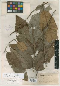 Prunus skutchii image