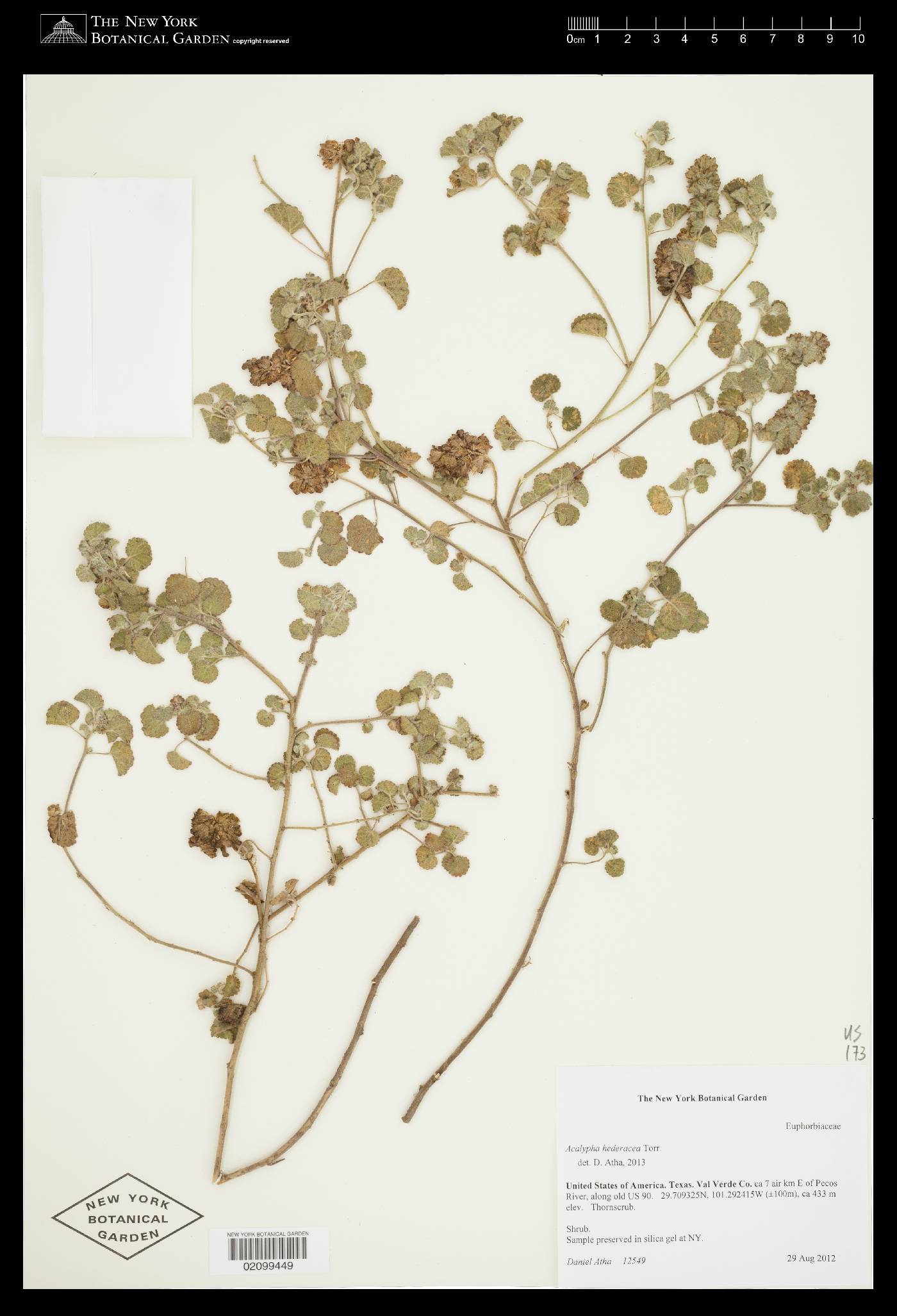 Acalypha monostachya image