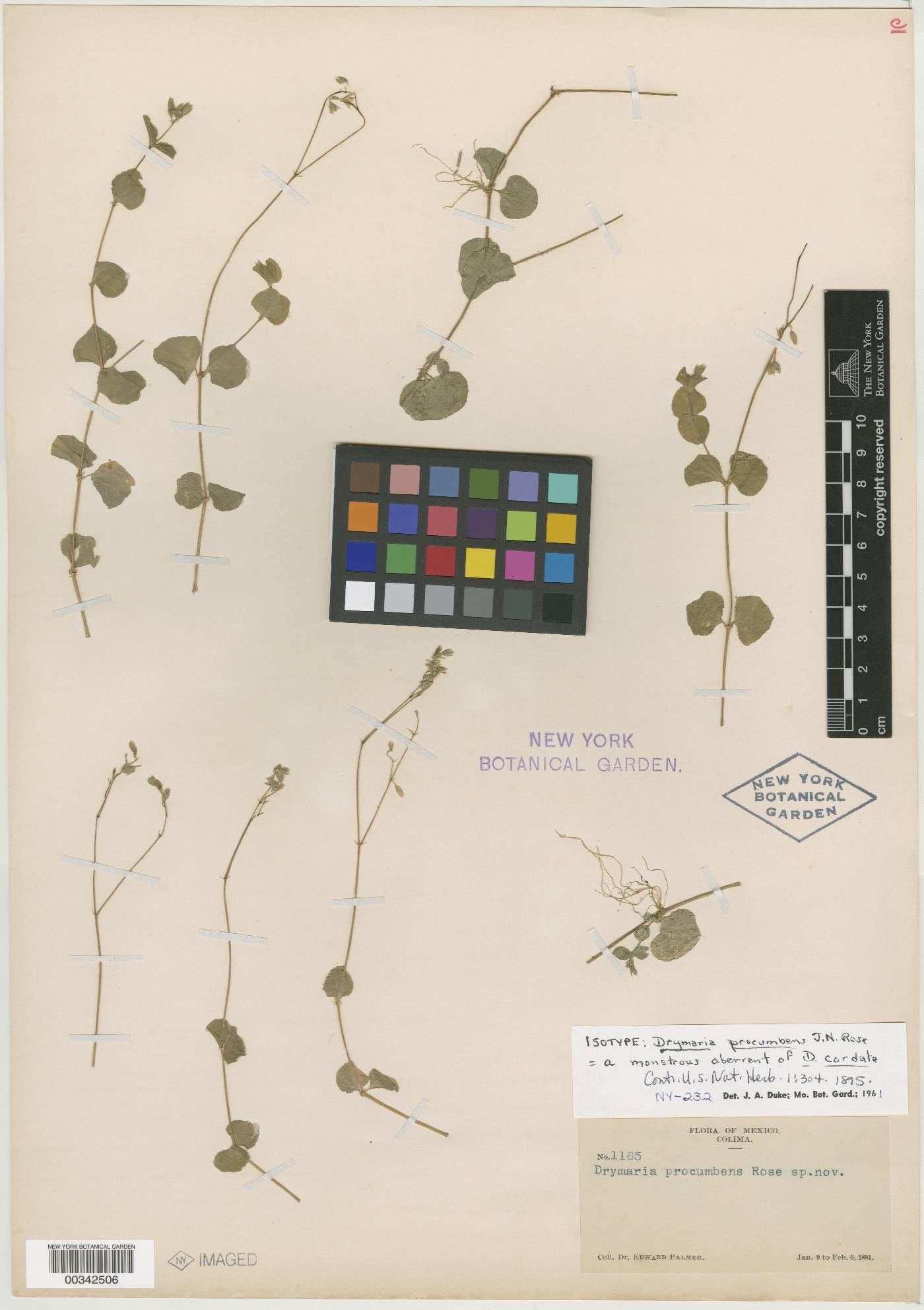 Drymaria cordata subsp. cordata image