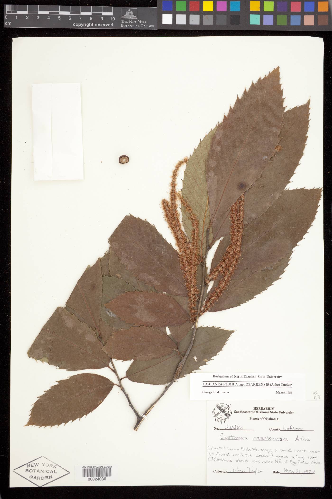 Castanea pumila var. ozarkensis image