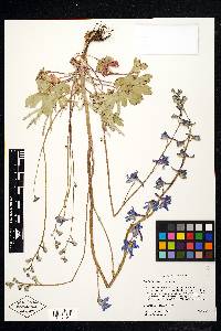 Delphinium depauperatum image