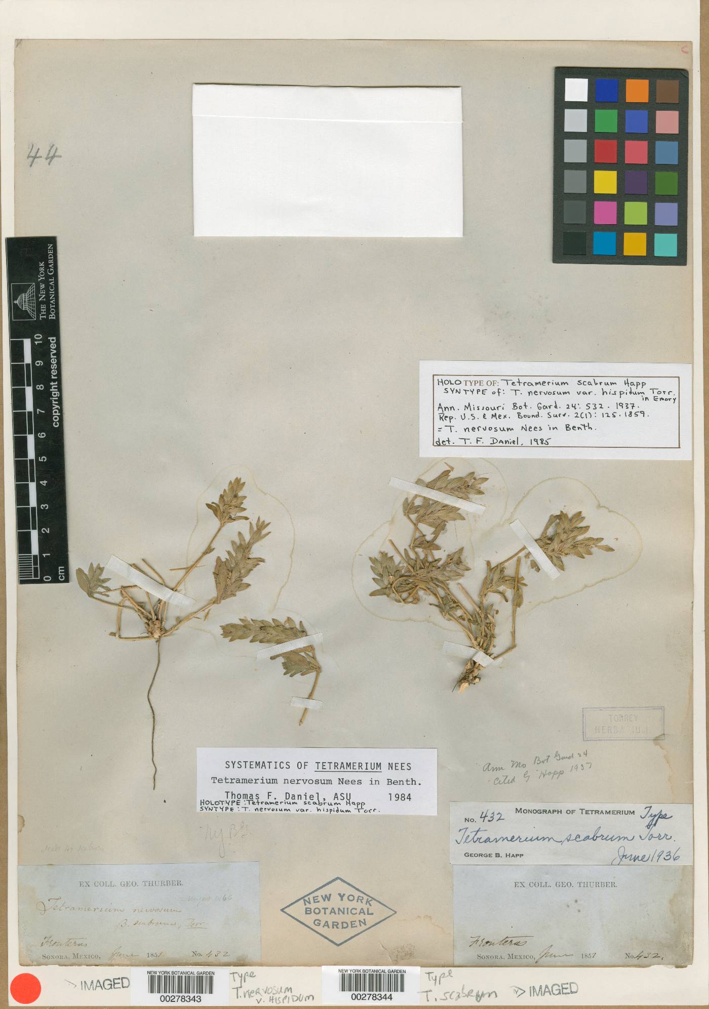 Tetramerium scabrum image