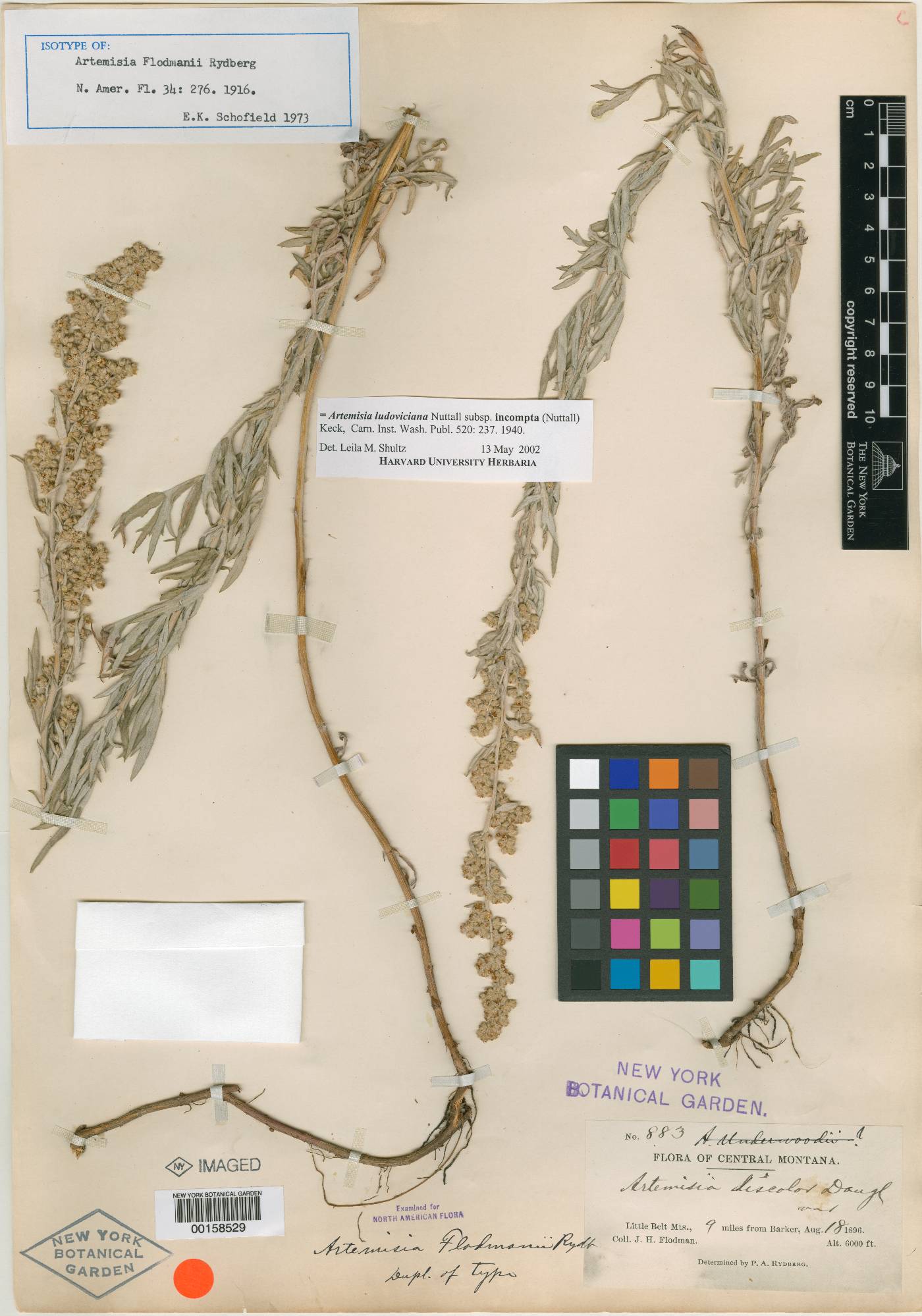 Artemisia indica image