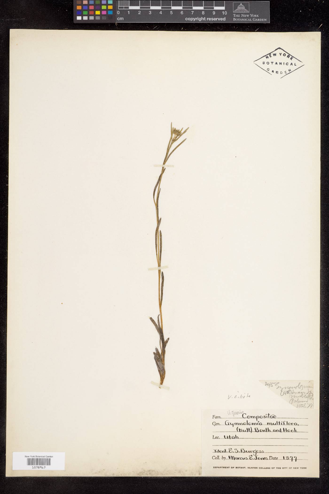Heliomeris hispidus image
