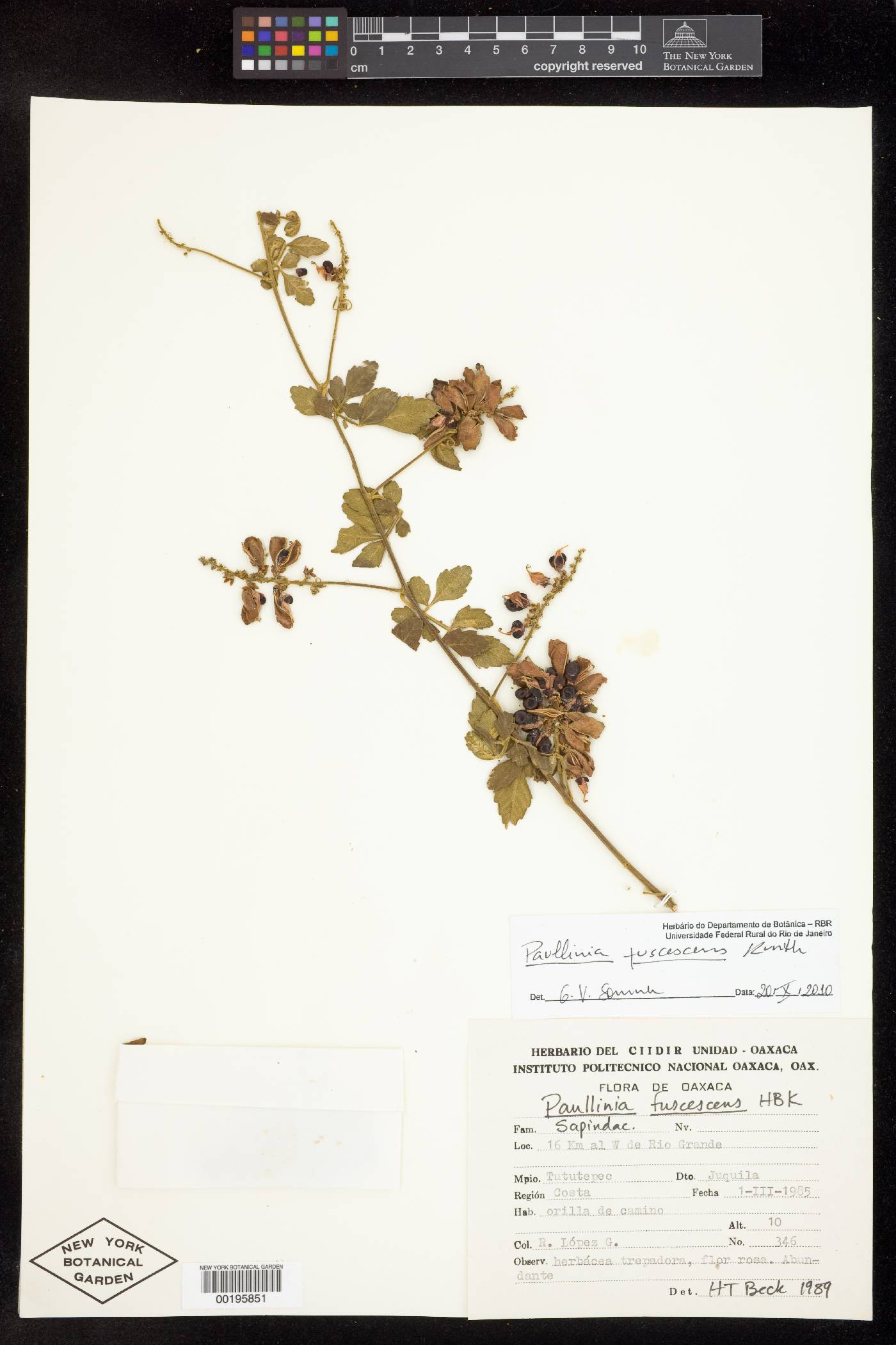 Paullinia fuscescens image