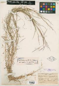 Muhlenbergia schreberi image