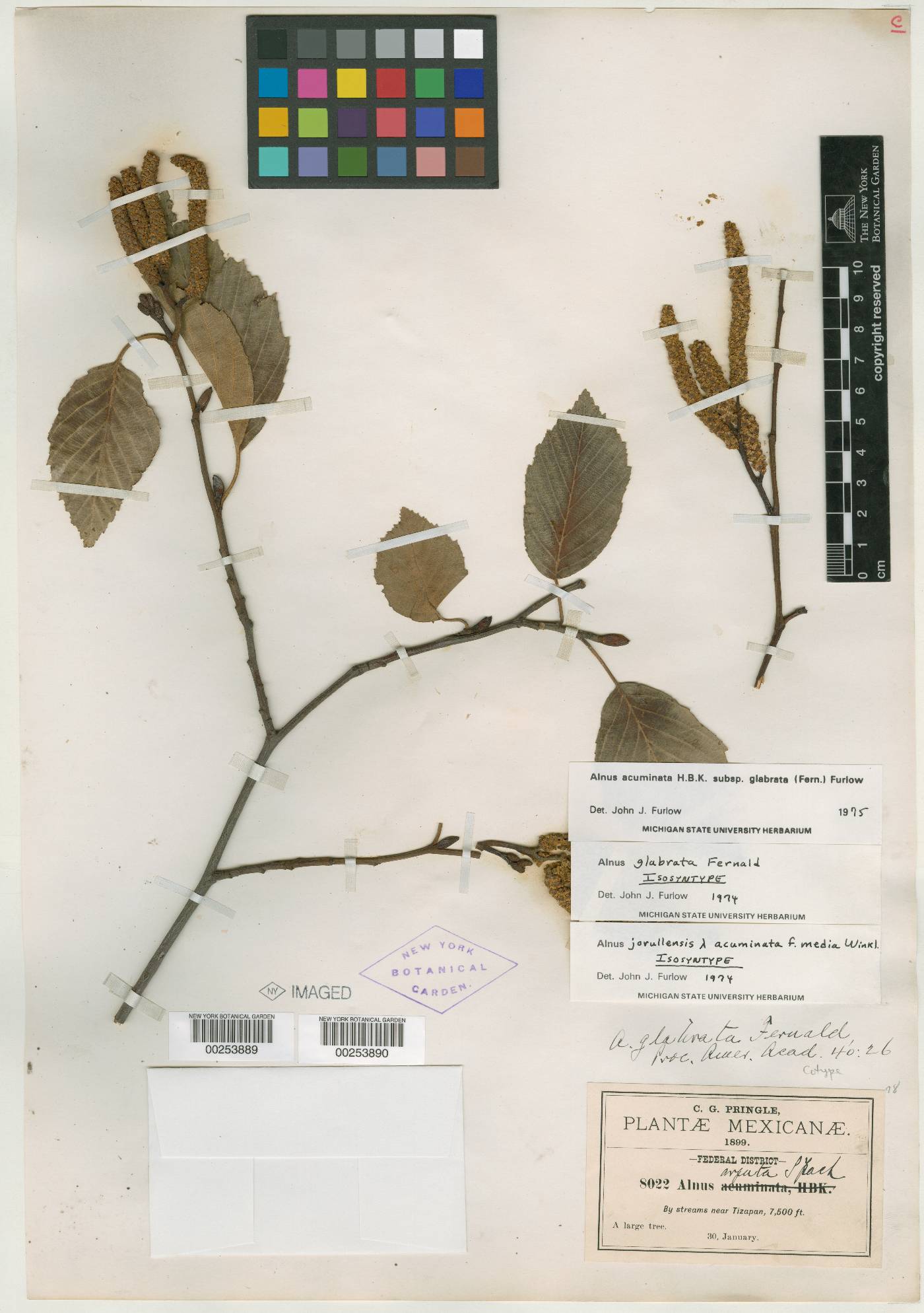 Alnus acuminata subsp. arguta image