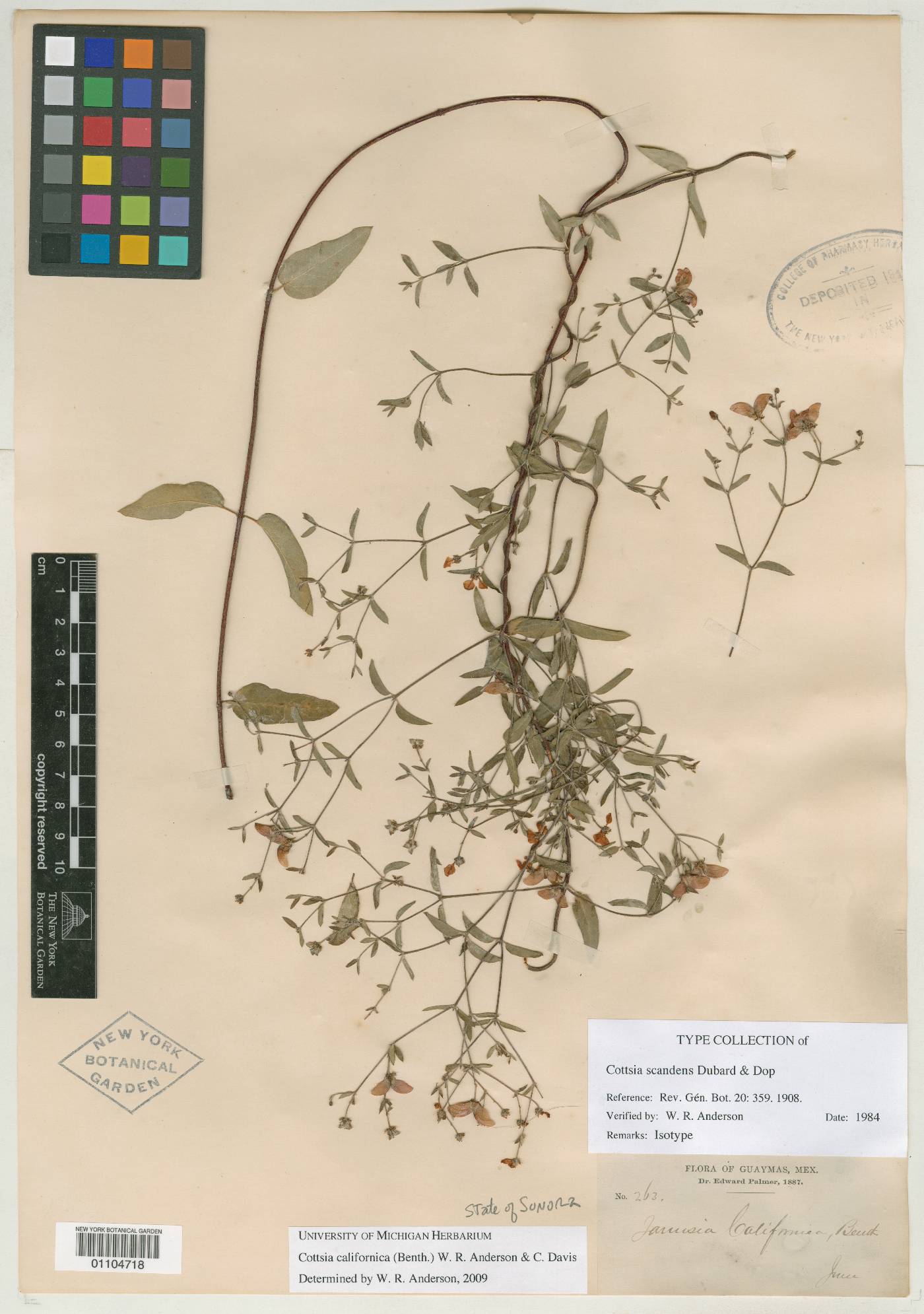 Cottsia scandens image