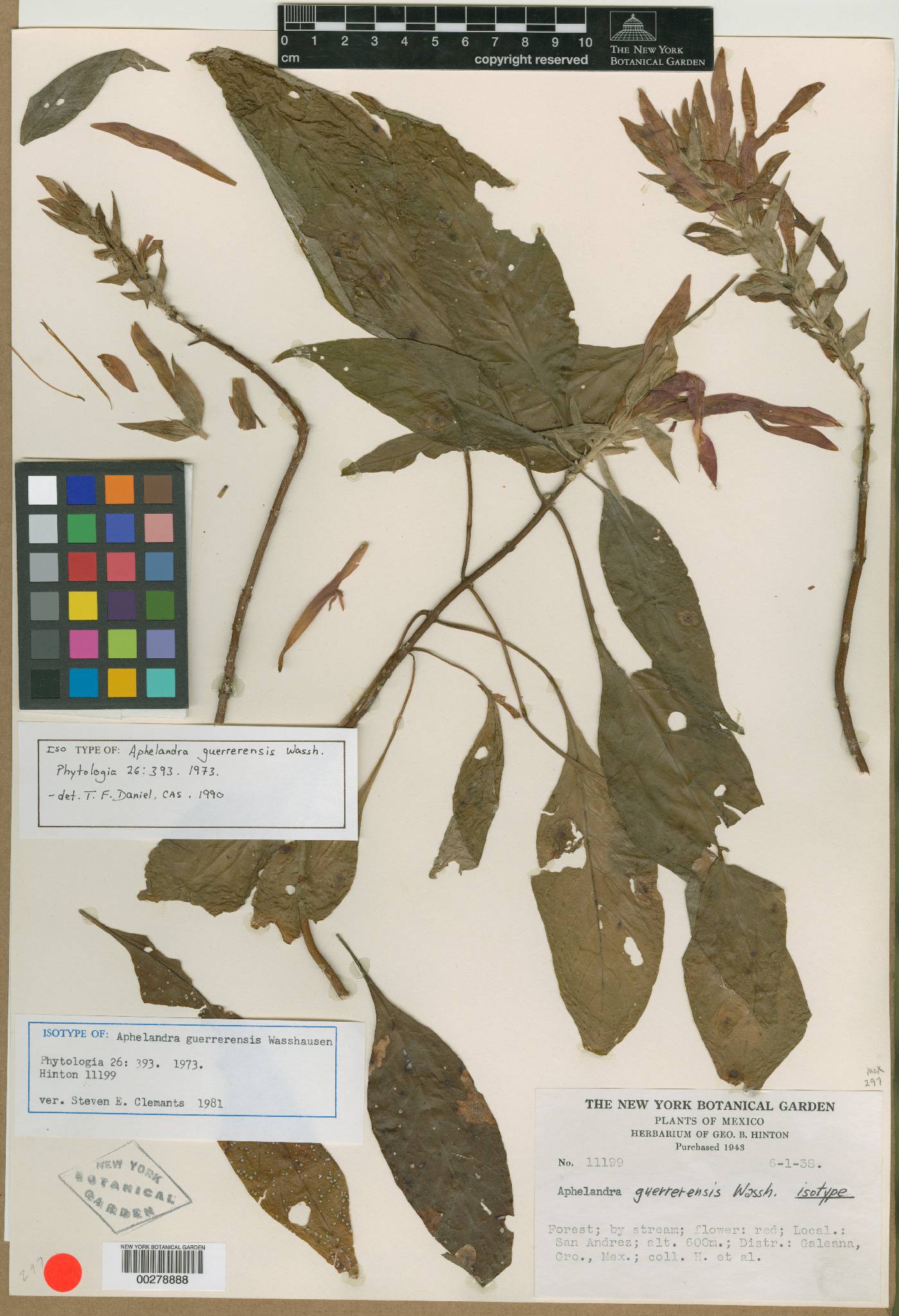 Aphelandra guerrerensis image