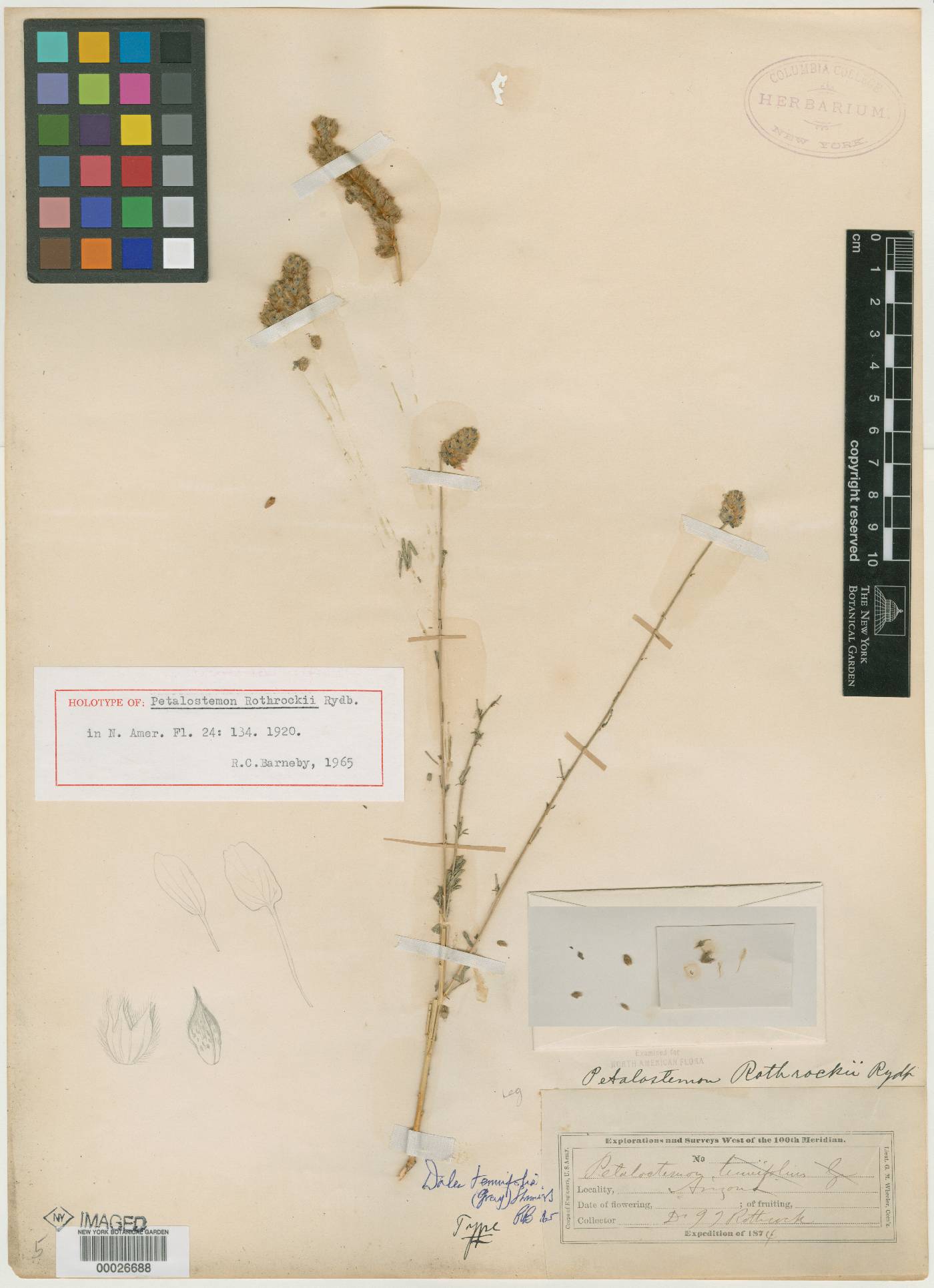 Petalostemon rothrockii image