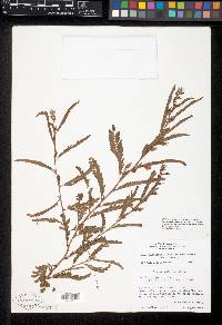 Chamaecrista nictitans var. disadena image