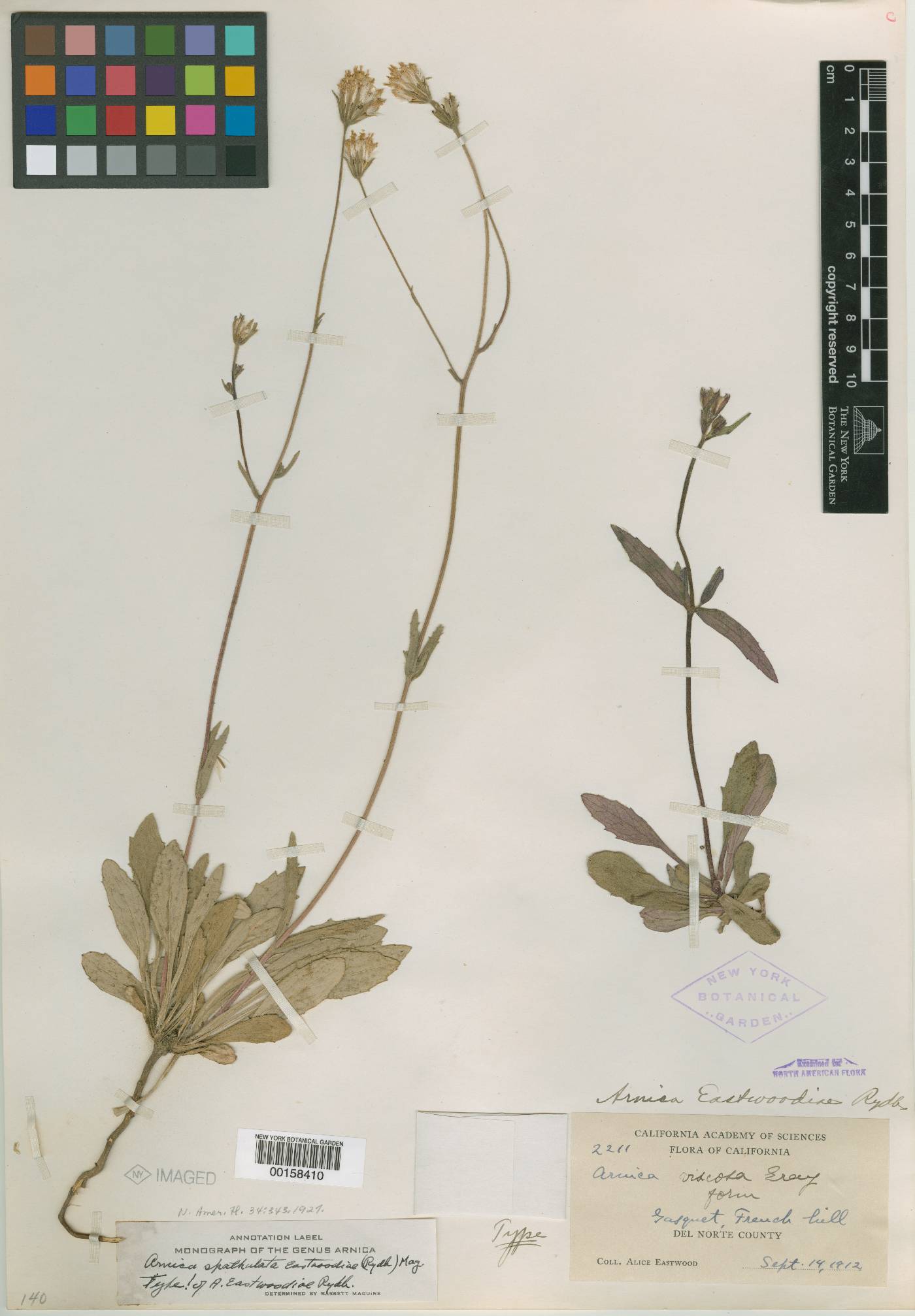 Arnica eastwoodiae image