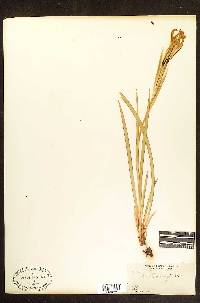 Iris hartwegii subsp. columbiana image