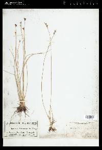 Juncus drummondii image