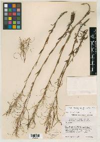 Epilobium maysillesii image