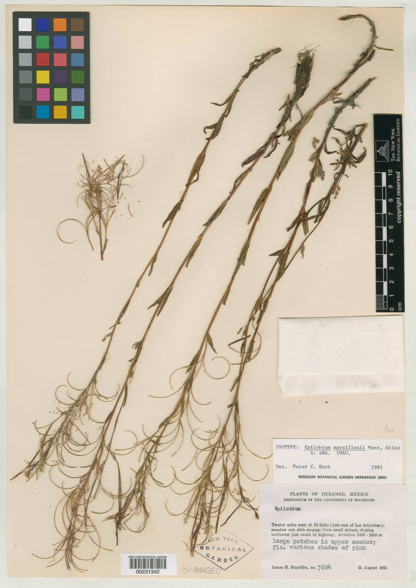 Epilobium maysillesii image