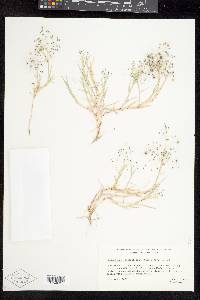 Muhlenbergia asperifolia image