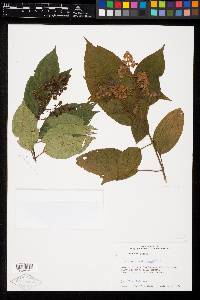 Miconia costaricensis image