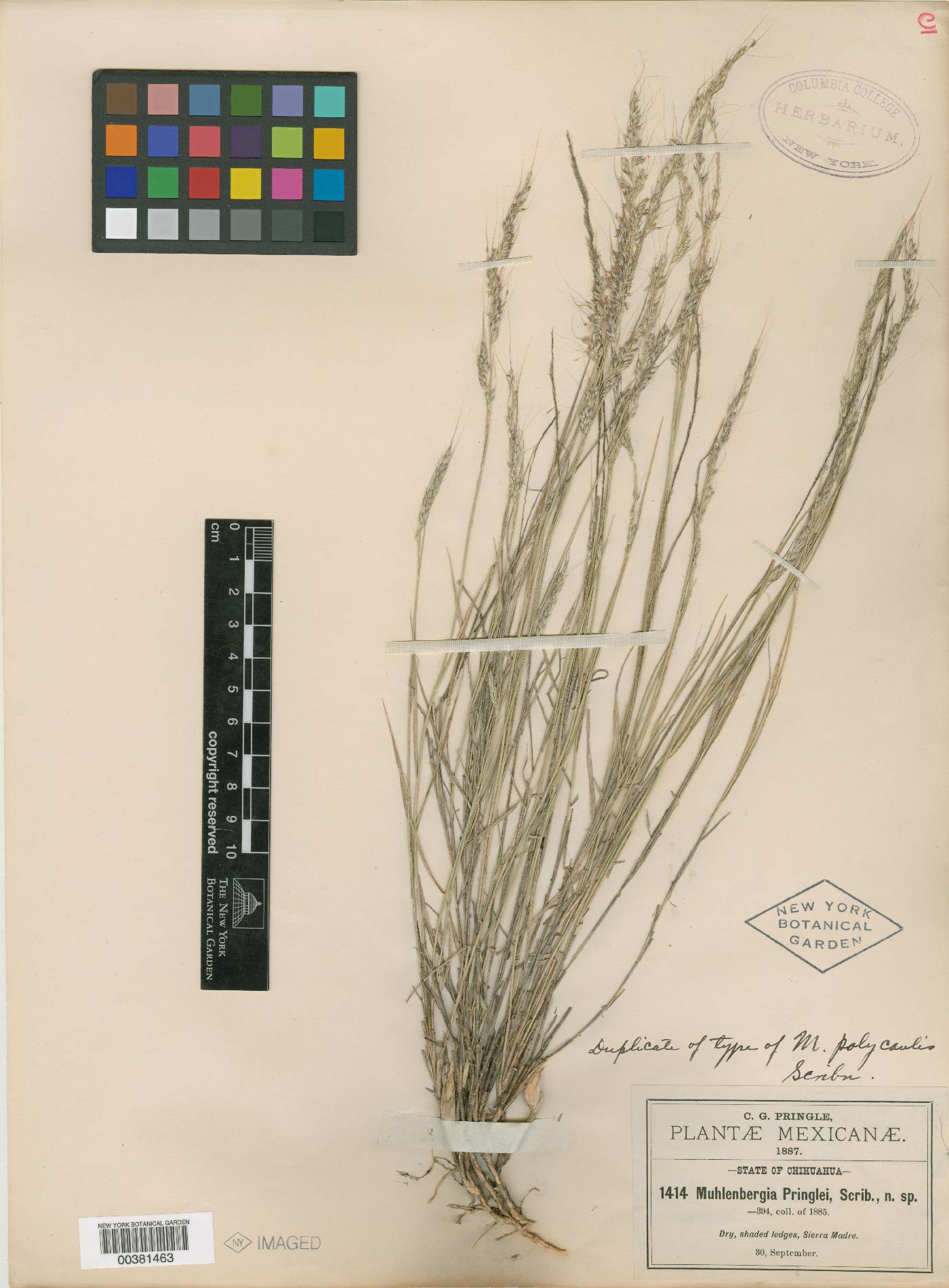 Muhlenbergia polycaulis image