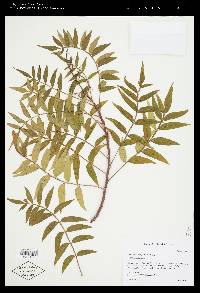 Rhus lanceolata image