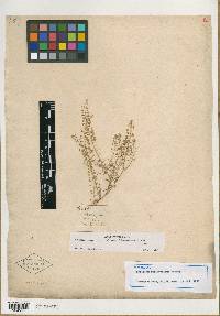 Lepidium californicum image