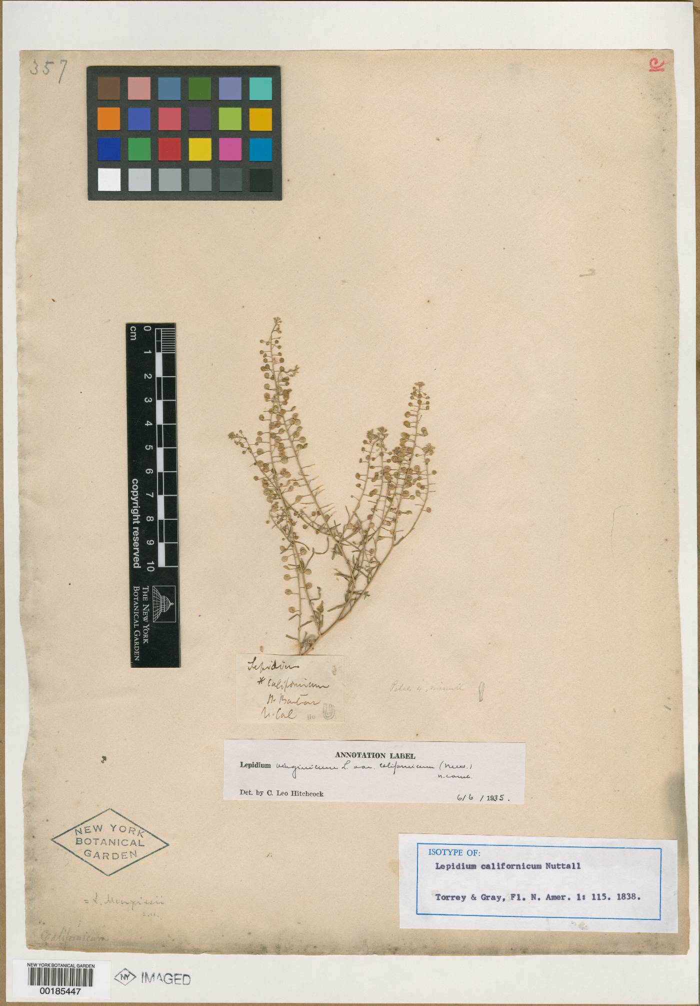 Lepidium californicum image