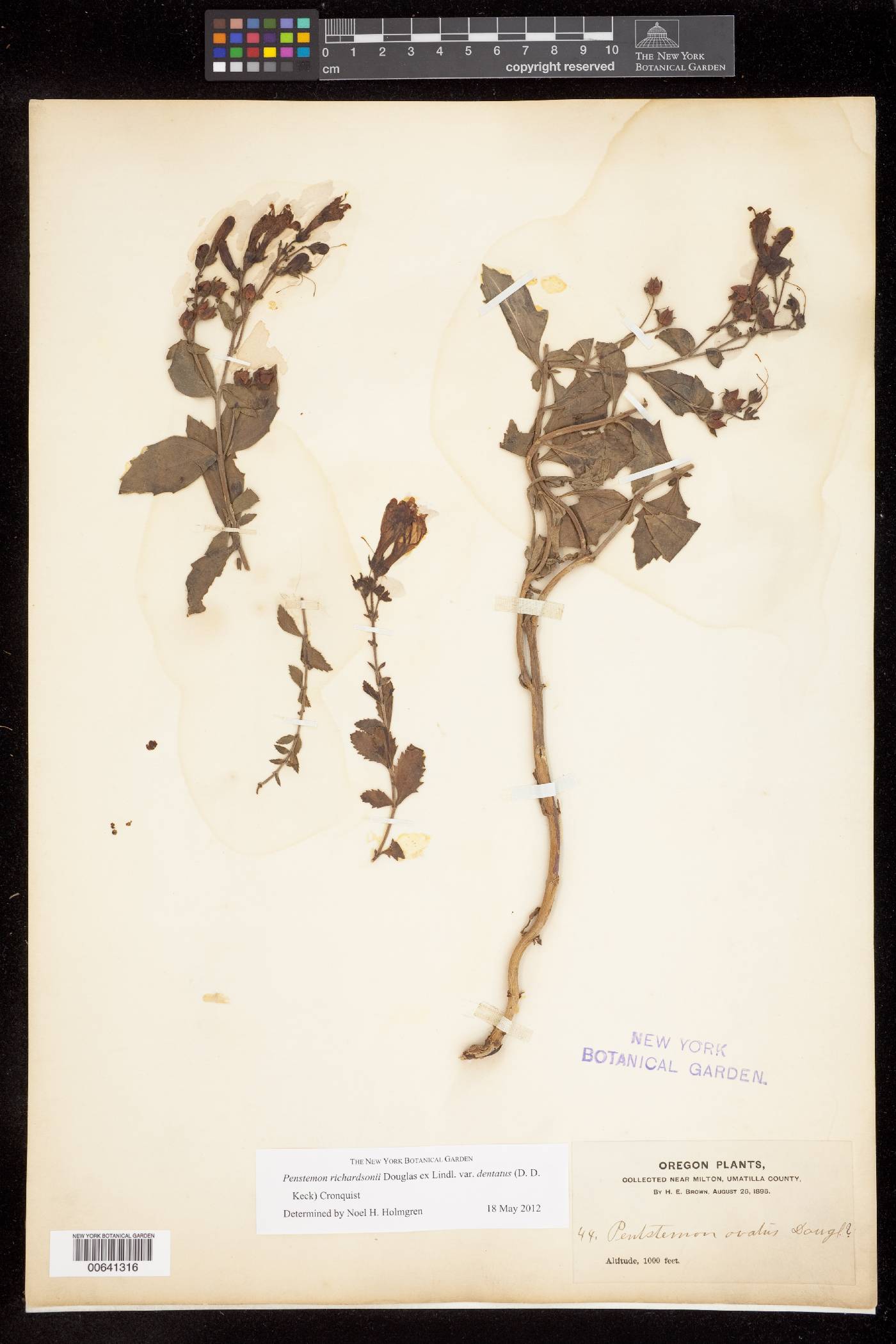 Penstemon richardsonii var. dentatus image