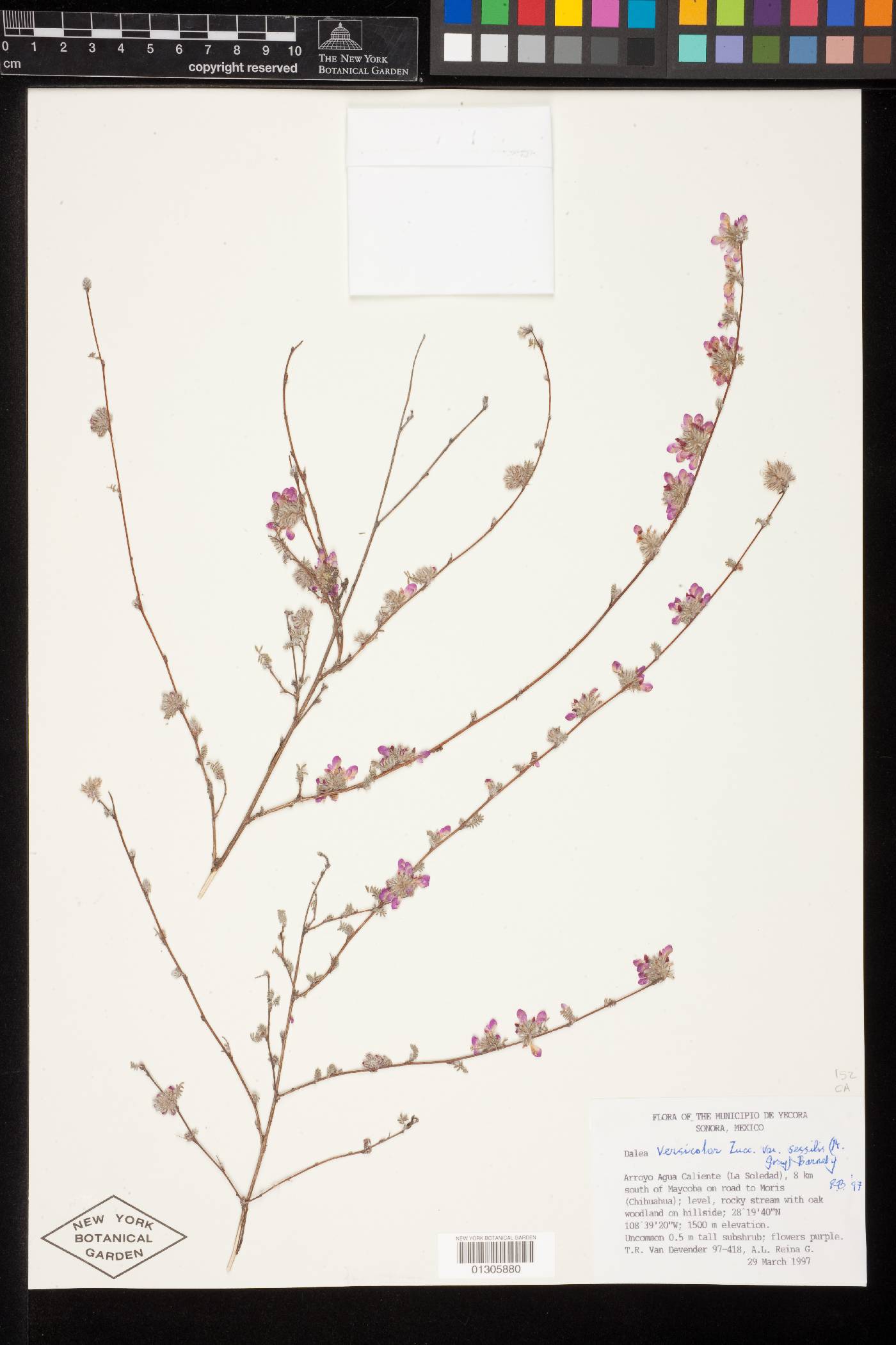 Dalea versicolor var. sessilis image