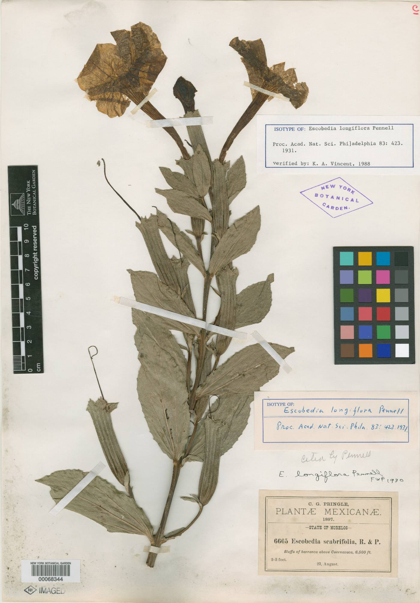 Escobedia longiflora image