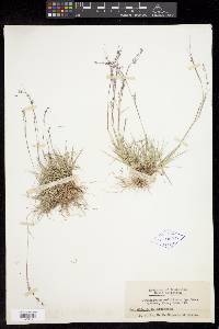 Griffithsochloa multifida image