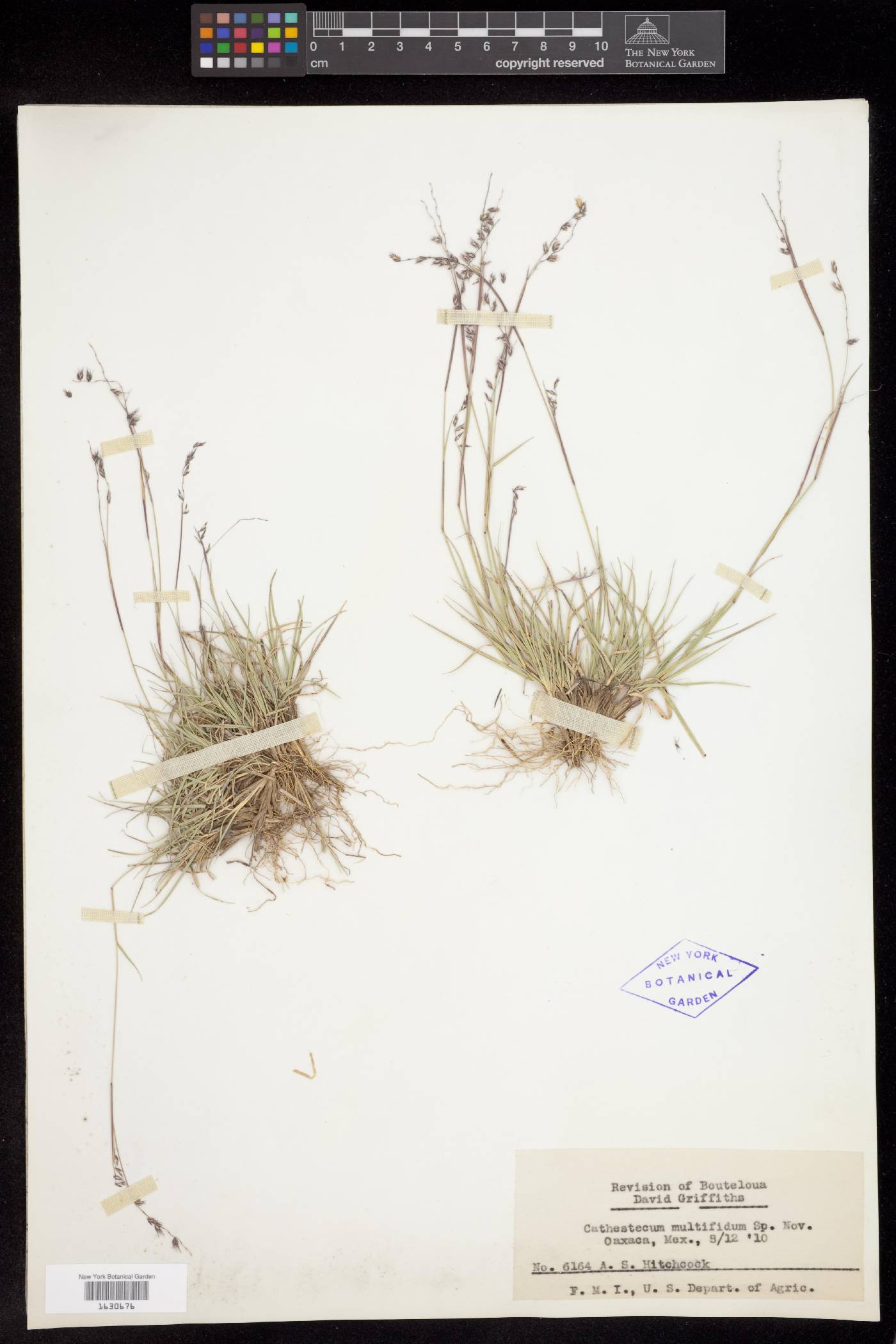 Griffithsochloa multifida image