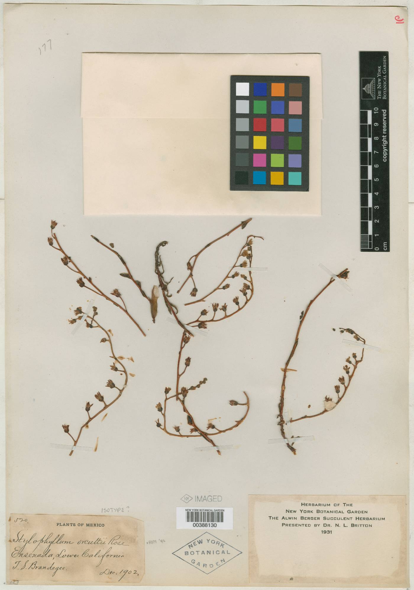 Dudleya attenuata subsp. orcuttii image