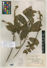 Bernardia oblanceolata image