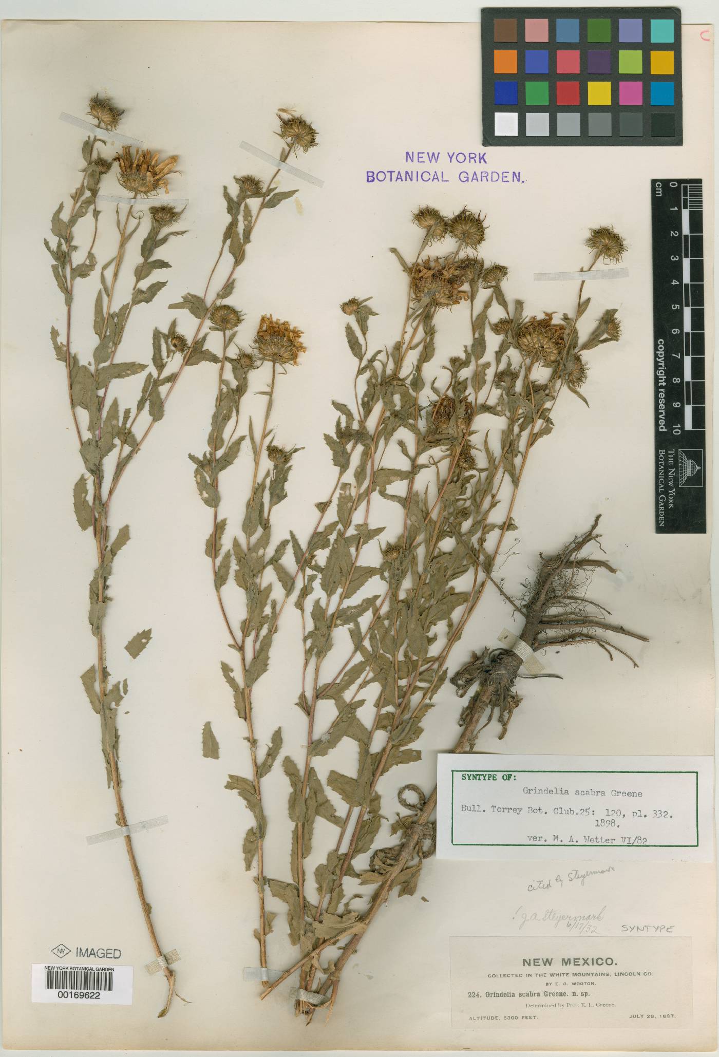 Grindelia scabra image