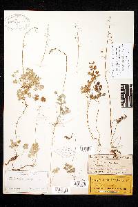 Thalictrum scopulorum image