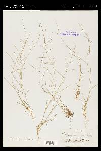 Schedonnardus paniculatus image