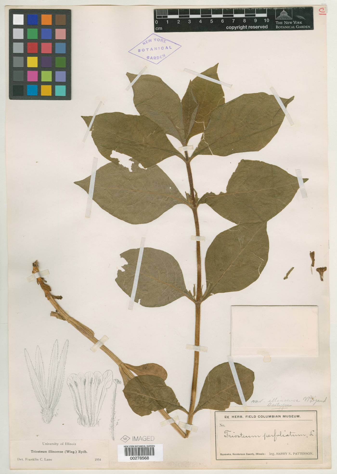 Triosteum perfoliatum var. illinoense image
