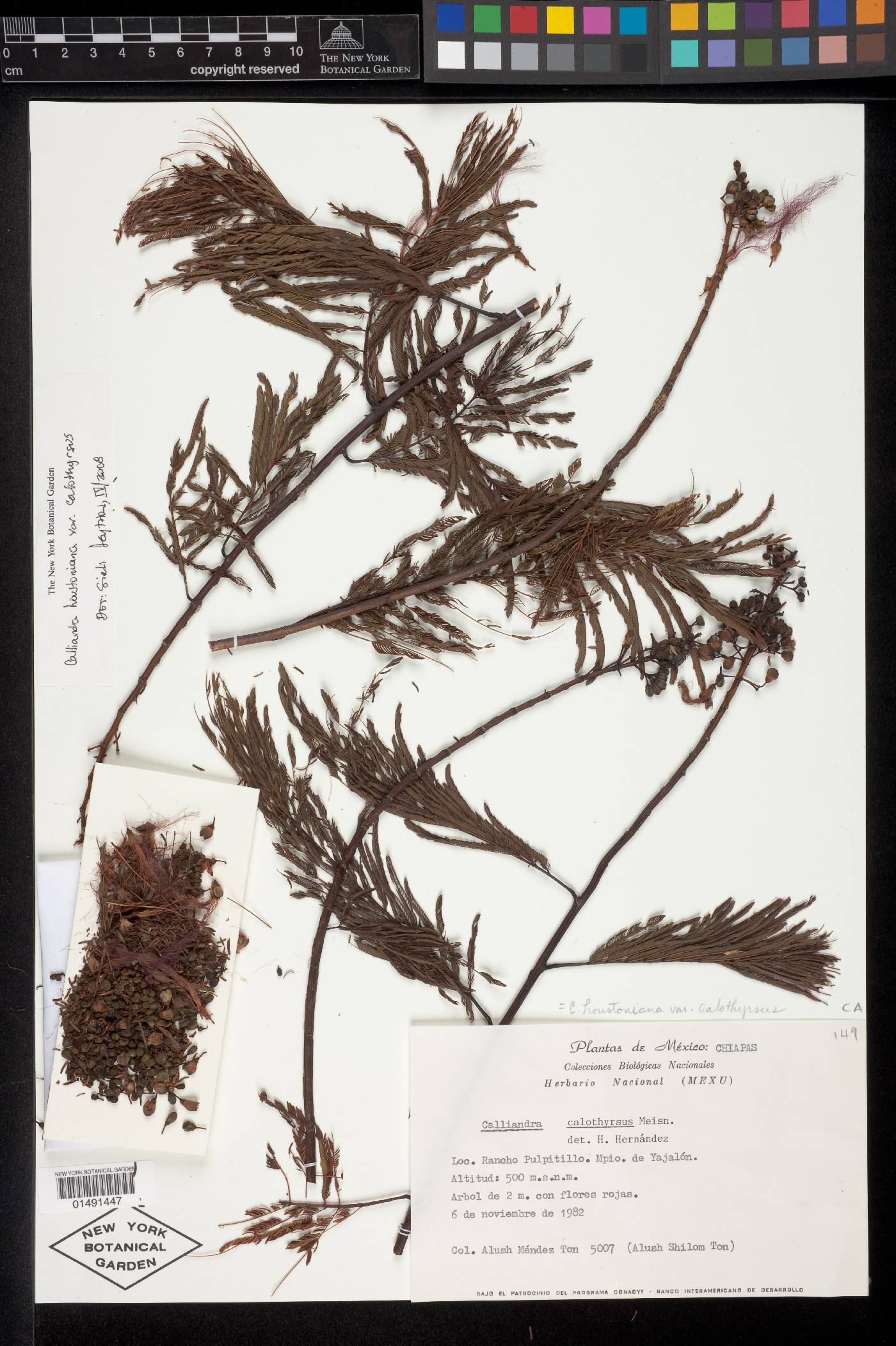 Calliandra houstoniana image