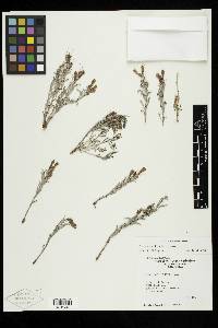 Penstemon kingii image