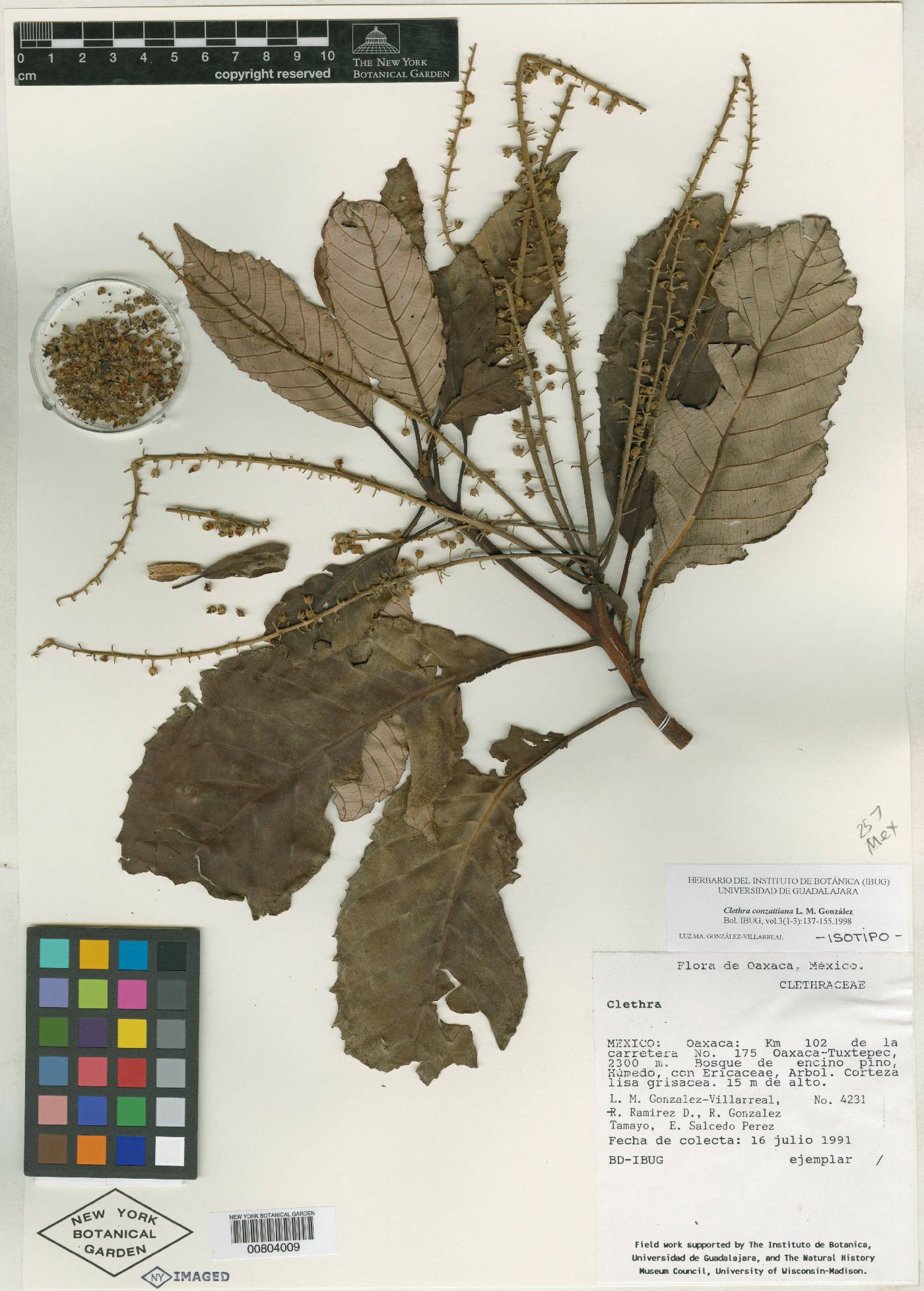 Clethra conzattiana image