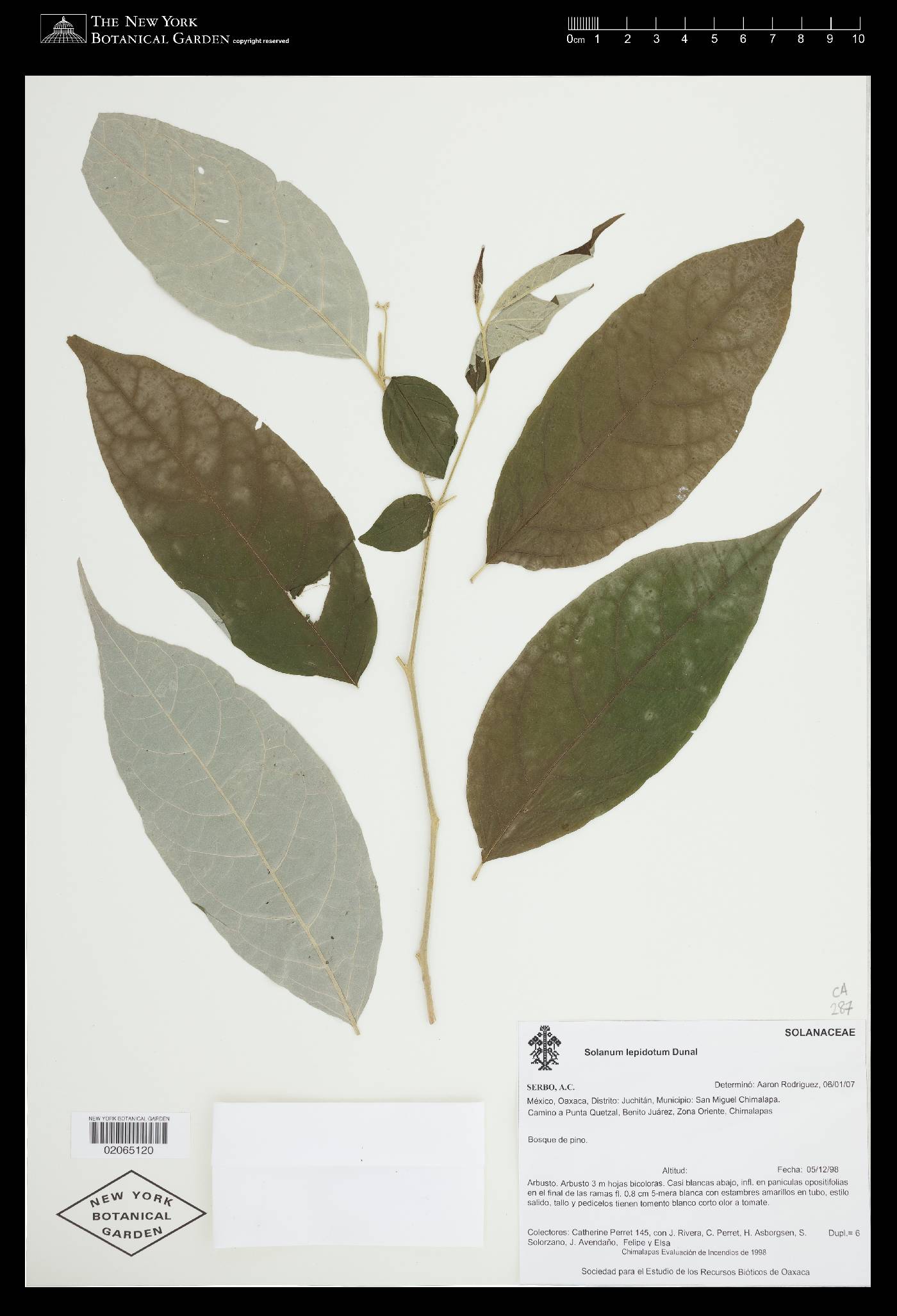 Solanum lepidotum image