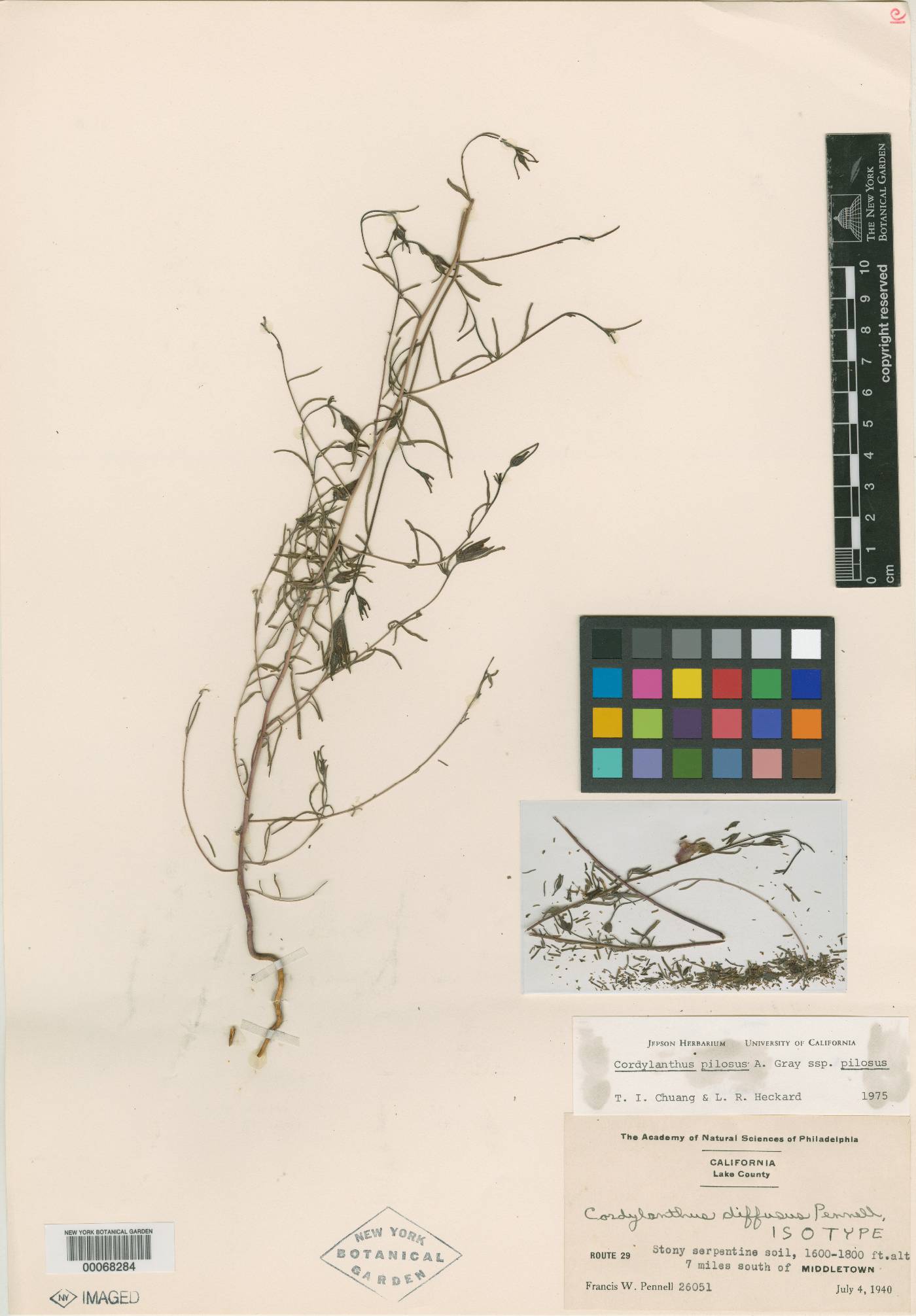 Cordylanthus diffusus image