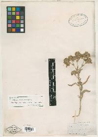 Horkelia sericoleuca image